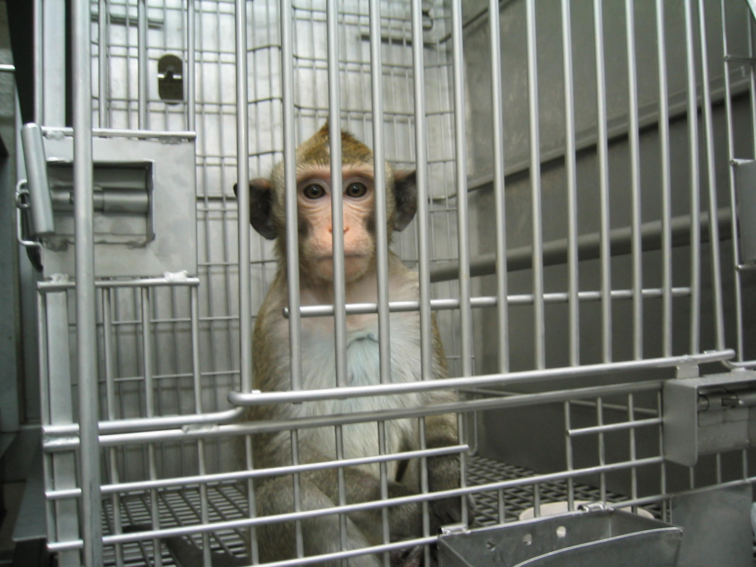 air-france-klm-stop-vivisection