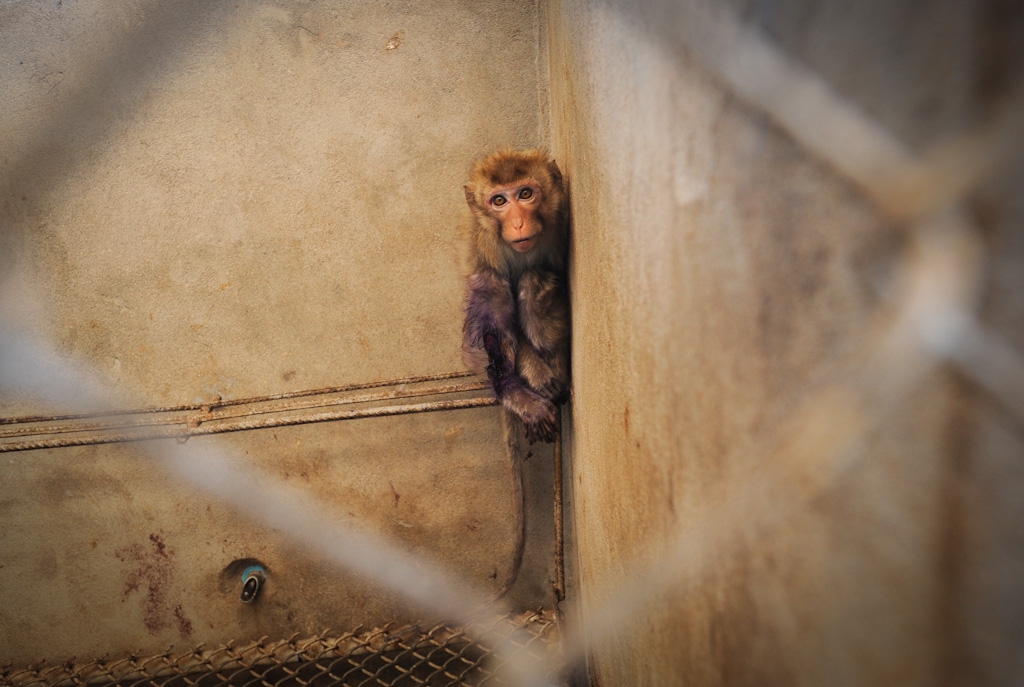 air-france-klm-stop-vivisection